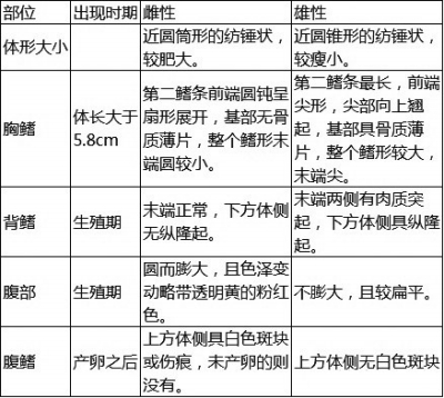 泥鰍優(yōu)質(zhì)雌雄親鰍選擇的參考標準