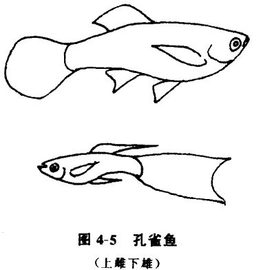 怎樣養(yǎng)孔雀魚？