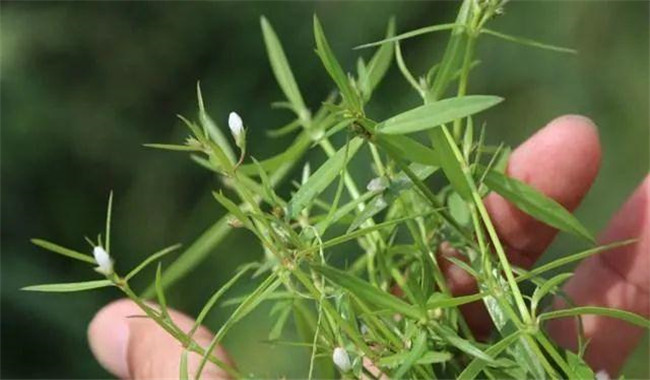 白花蛇舌草的功效與作用