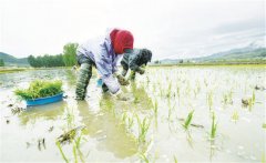 水稻的栽培方式 目前水稻的主要種植方式是什么