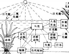 怎樣從生態(tài)學(xué)角度來(lái)理解稻田養(yǎng)魚(yú)的好處