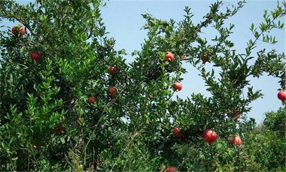 石榴樹的栽培技術(shù)要點