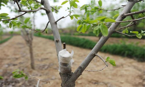 柿子樹怎樣嫁接與管理