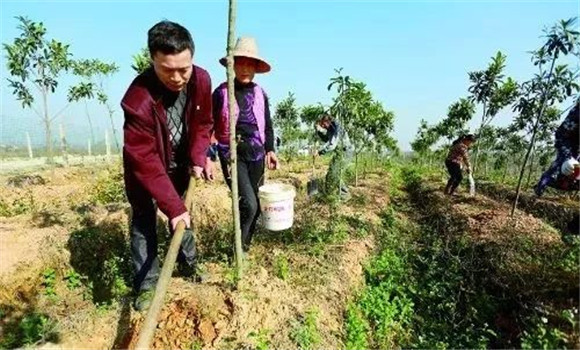 板栗樹種植之施肥技術(shù)