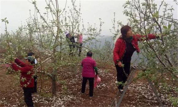 蘋果樹修剪技術要點