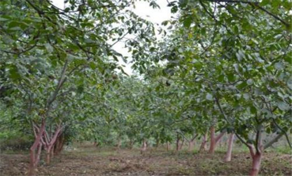 核桃栽植密度與間距