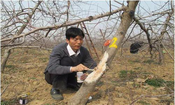 蘋果萌芽前后病蟲害防治方法