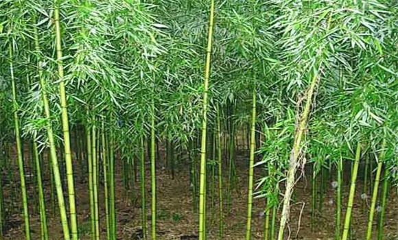 竹林造林方法 竹林種植技術(shù)