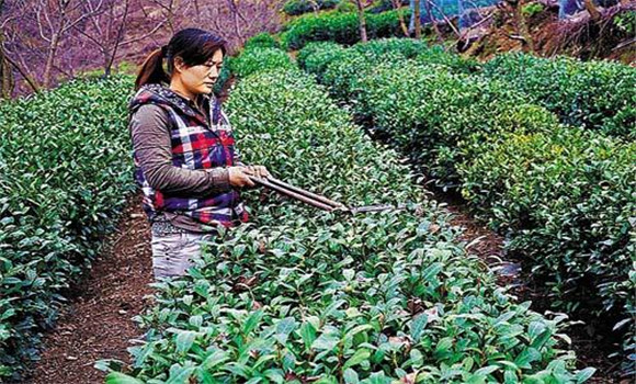 怎樣修剪茶樹？茶樹的修剪方法介紹