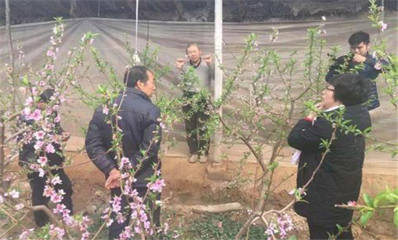 保護(hù)地桃樹(shù)定植后的管理