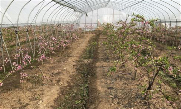 大棚水蜜桃樹苗的定植方法