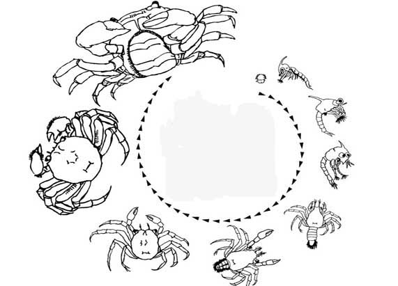 河蟹大眼幼體的生活習(xí)性