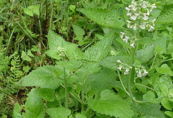 荊芥種植技術(shù)