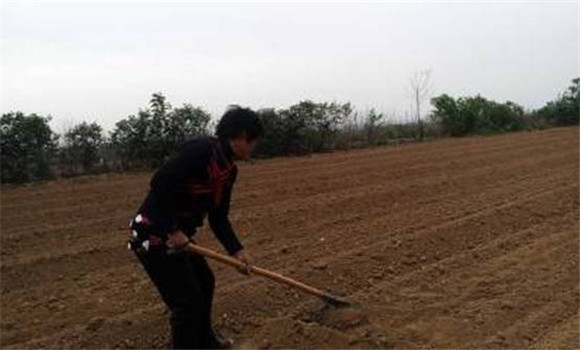 種植大青葉如何選地整地