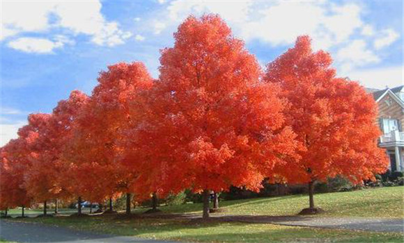 美國紅楓適合什么地方生長(zhǎng)