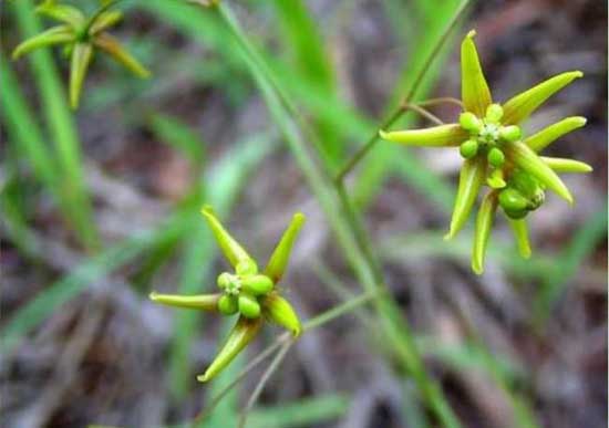 中藥材種植技術(shù)