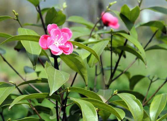 茶樹種植管理方法