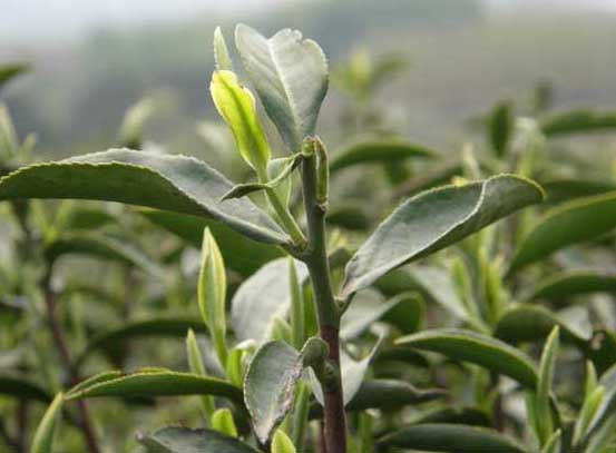 茶樹種植技術