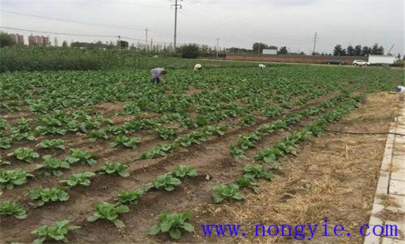 大白菜的間苗、除草