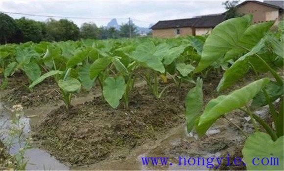 香芋種植技術(shù)要點