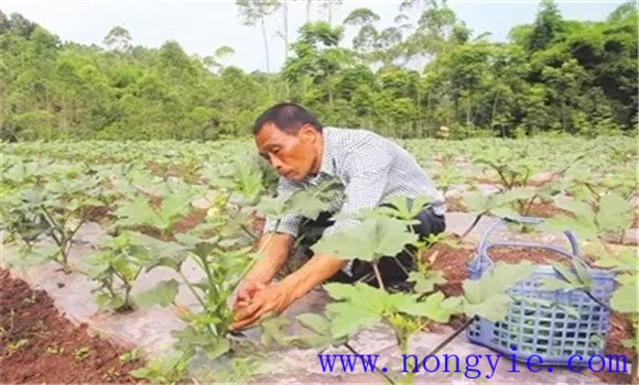 黃秋葵種植要適期播種