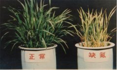 氮、磷、鉀對(duì)植物的作用分別是什么