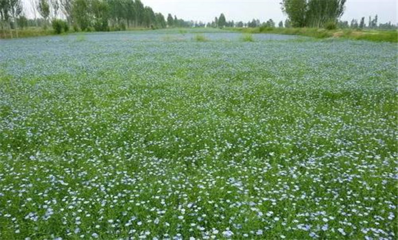 胡麻種植技術要點