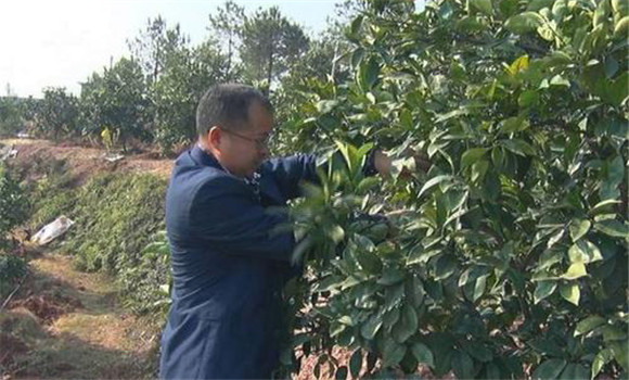 臍橙整形修剪技術要點