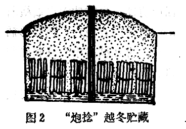 用什么方法嫁接毛白楊能當年育出高干壯苗