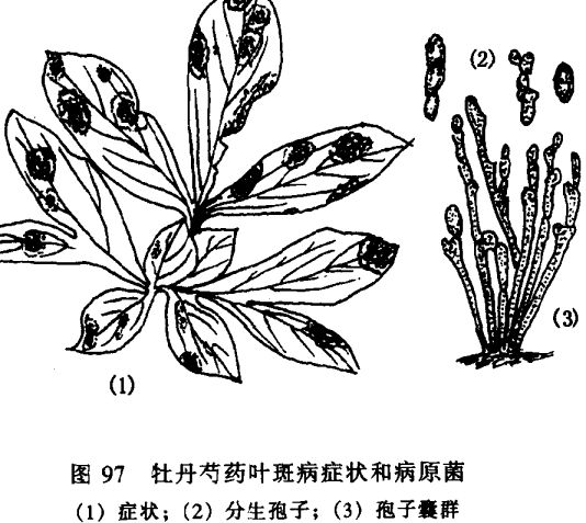 芍藥病蟲(chóng)害防治技術(shù)