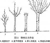 什么是柳樹頭木作業(yè) 怎樣施行？