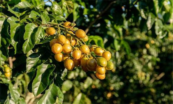 黃皮如何疏花、疏果、保果