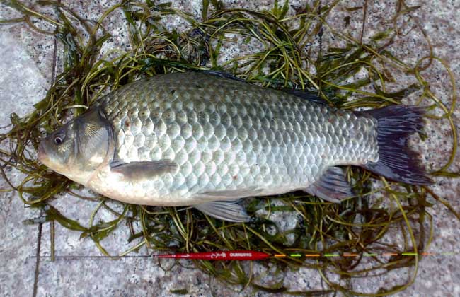 鰱魚的釣法