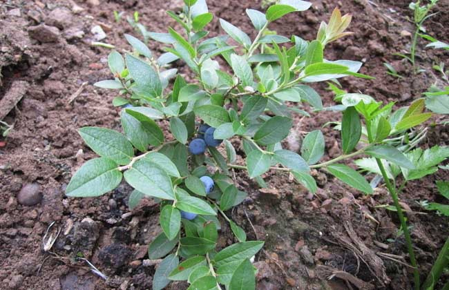 藍(lán)莓種植技術(shù)