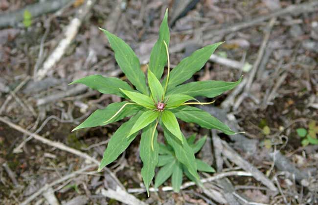 重樓的種植條件