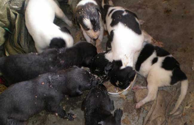 幼狗的飼料配方