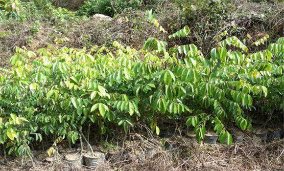 楊桃樹(shù)的種植技術(shù)