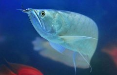 銀龍魚(yú)能長(zhǎng)多大？銀龍魚(yú)多少錢(qián)一條