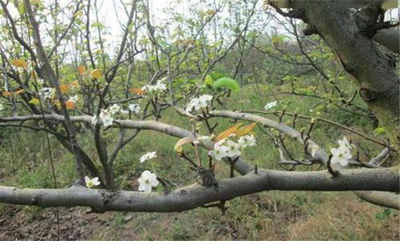 成年果樹夏、秋季開花的原因