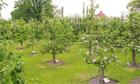 防止夏、秋季開花的措施