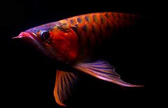 紅龍魚(yú)怎么才能養(yǎng)好？紅龍魚(yú)的正確飼養(yǎng)方法