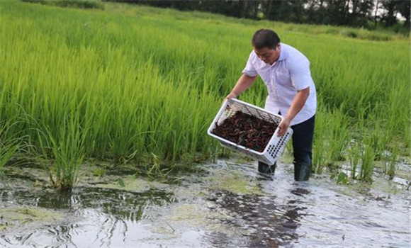 稻田養(yǎng)殖小龍蝦注意事項(xiàng)