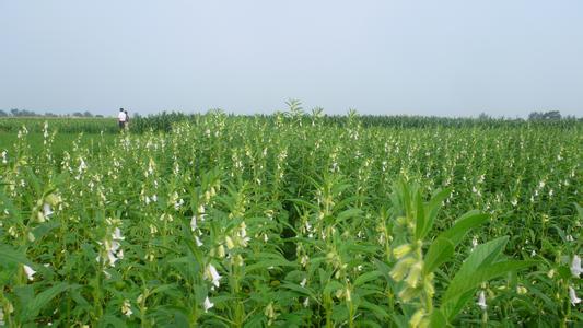 芝麻施肥技術(shù)