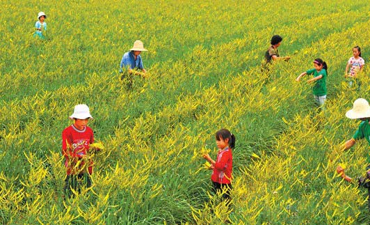 黃花菜高產(chǎn)栽培技術(shù)