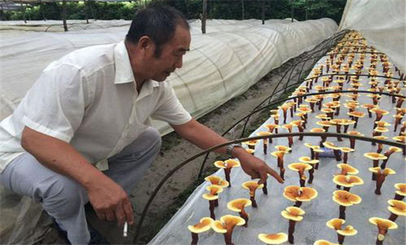 靈芝如何栽培管理 靈芝種植方法及步驟