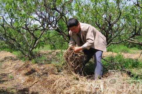 蚯蚓飼養(yǎng)