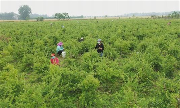 金銀花種植方法