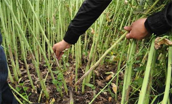 油菜菌核病防治技術