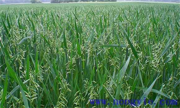 燕麥的種植和管理技術(shù)要點