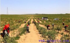 種植枸杞怎樣進(jìn)行土壤與施肥的管理？